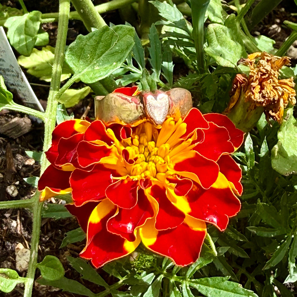 Bound in Flame Ring