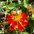 Bound in Flame Ring